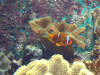 dreibinden_anemonenfisch