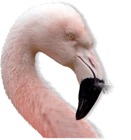 flamingo_chile