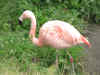 flamingo chile