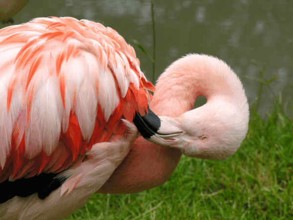 Flamingo Chile
