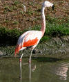 flamingo chile