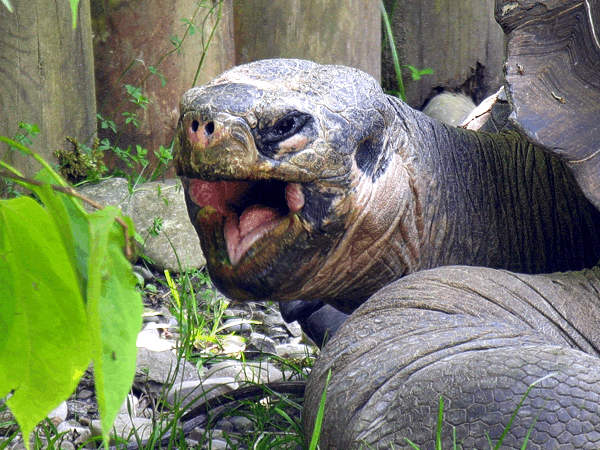 Galapagos Riesenschildkröte