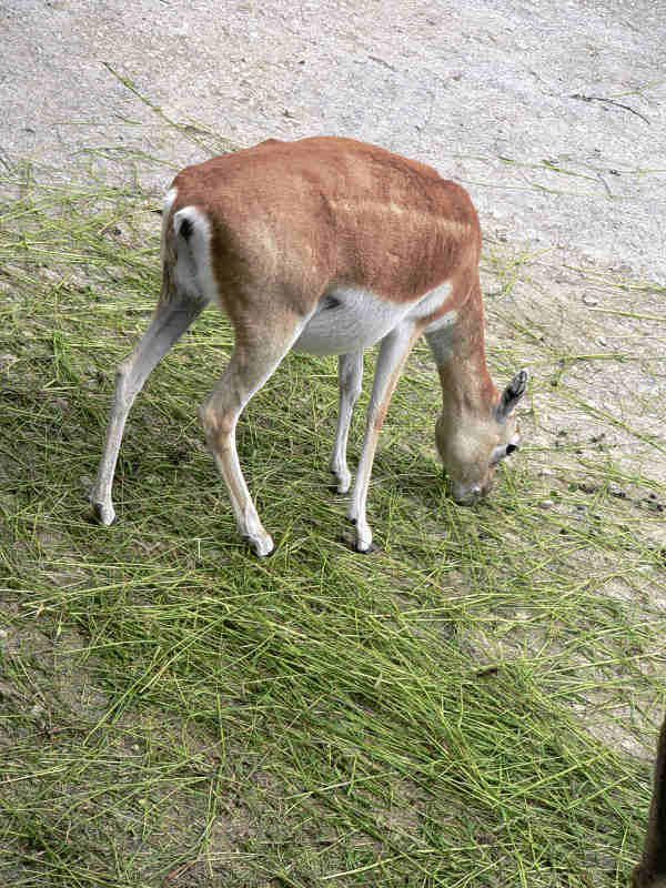 hirschziegenantilope