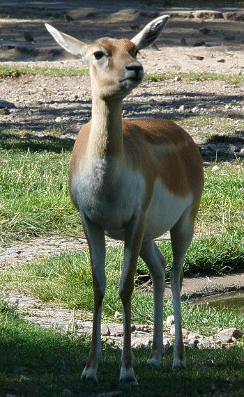 hirschziegenantilope