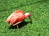 ibis_roter