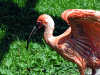 ibis_roter