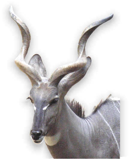kleiner kudu