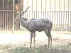 kleiner_kudu