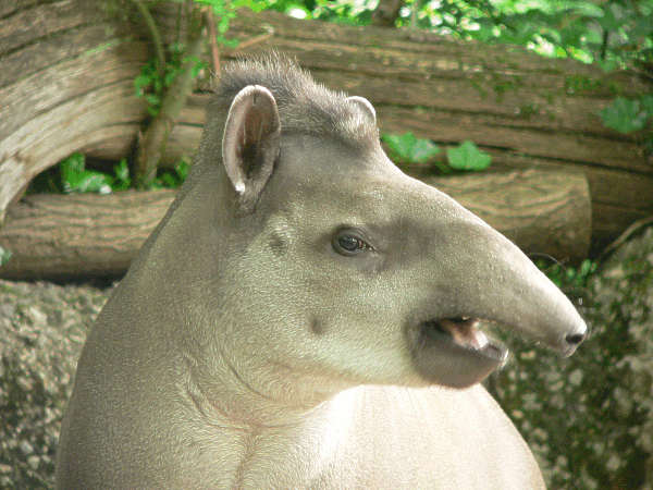 Tapir, Flachlandtapir