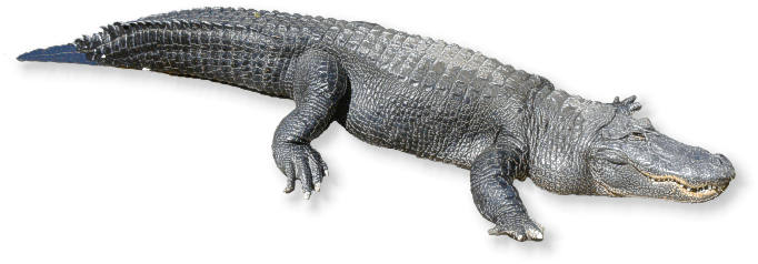 alligator_mississippi