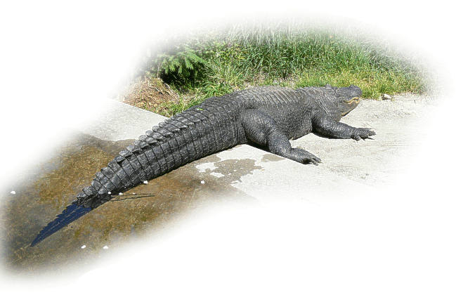 alligator_mississippi