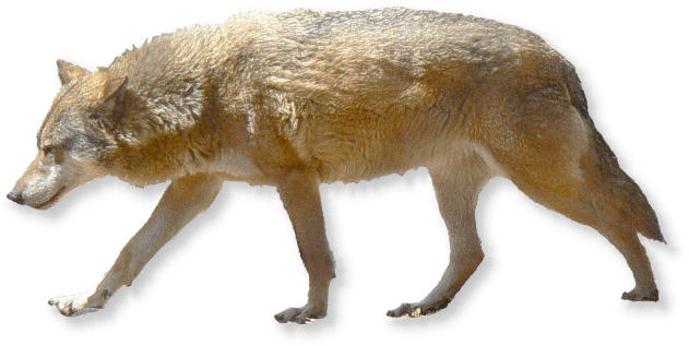 balkanwolf