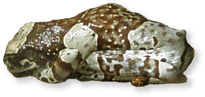 Baumhöhlen-krötenlaubfrosch