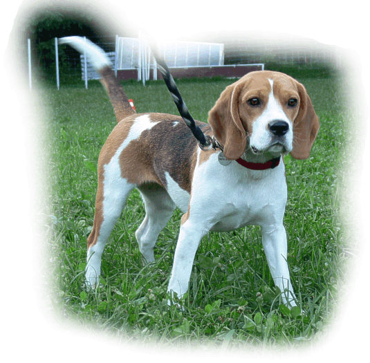 Featured image of post Beagle Wesen Und Charakter
