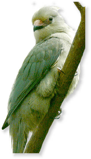 blaunackenmausvogel