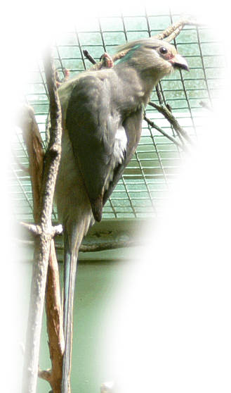 blaunackenmausvogel
