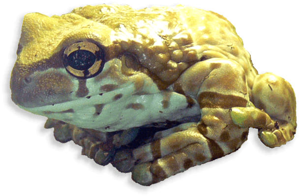 baumhoehlen-kroetenlaubfrosch