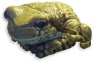 baumhoelen-kroetenlaubfrosch