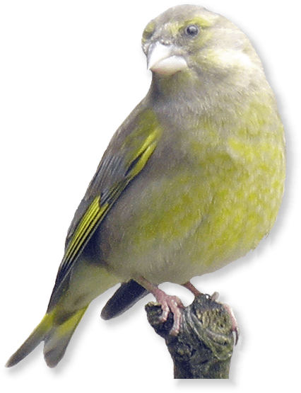 gruenfink