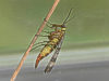 skorpionsfliege