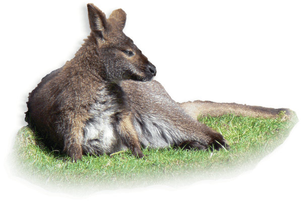 Rotnacken-Wallaby