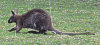 rotnacken_wallaby