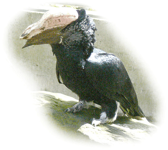 silberwangenhornvogel