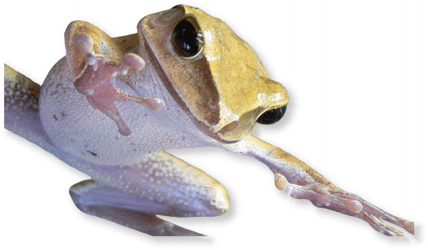 Weissbart-Ruderfrosch