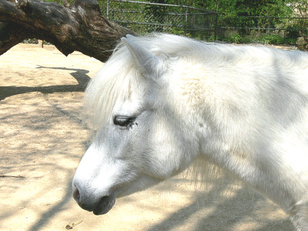 Welsh-Pony