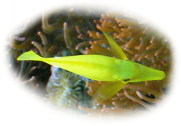 zitronensegelflossen-doktorfisch