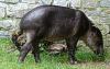baird_tapir