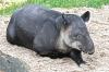 baird_tapir