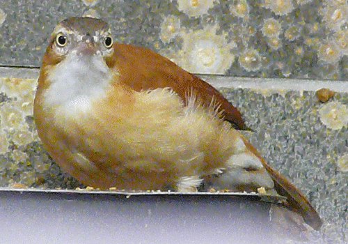 Blassfuss-Töpfervogel