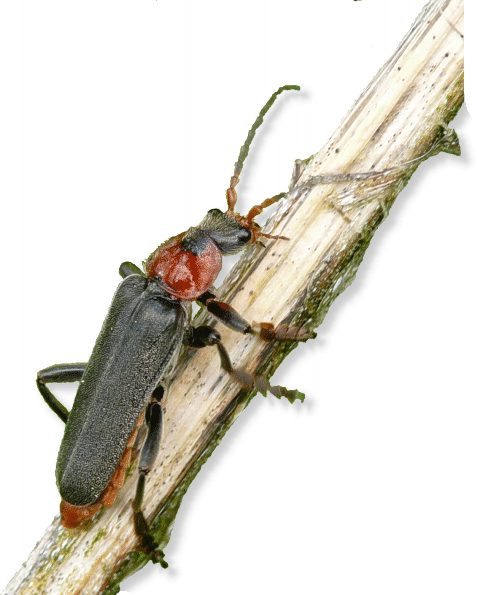 cantharis_fusca