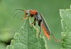 cantharis_fusca