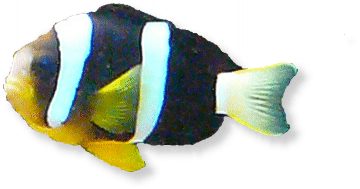 Clarks Anemonenfisch