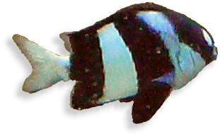 Dreibinden-Preussenfisch