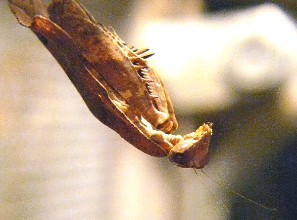 Toter-Blatt-Mantis