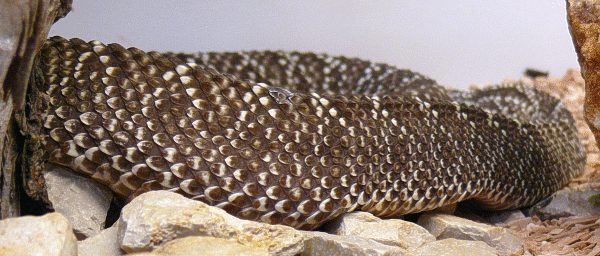 Uracoan-Klapperschlange