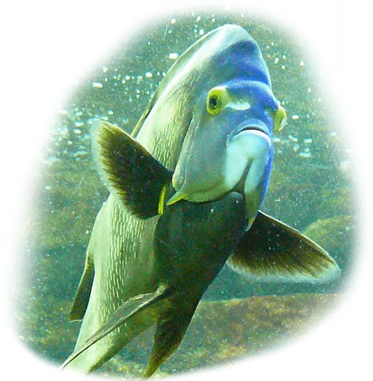 franzosenkaiserfisch
