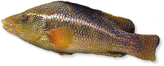 Gefleckter Lippfisch