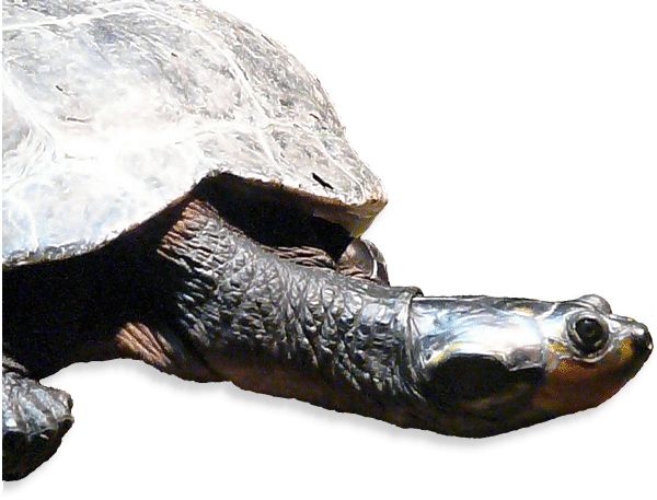 Terekay-Schienenschildkröte