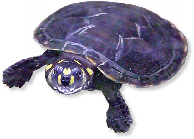 Schienenschildkröte