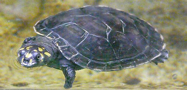 Schienenschildkröte