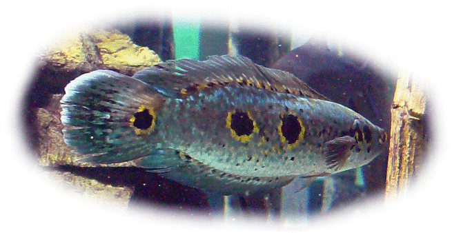 schlangenkopffisch