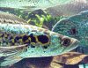 schlangenkopffisch