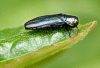 agrilus_cyanescens