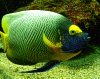 gelbmaskenkaiserfisch
