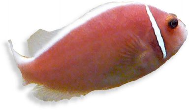 Halsband-Anemonenfisch
