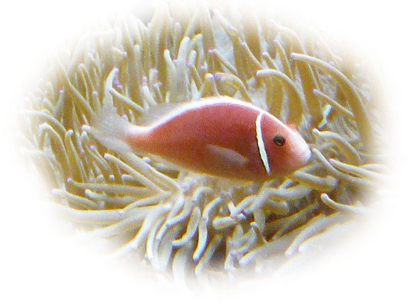 halsband_anemonenfisch